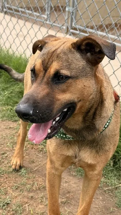 A baby medium-sized male Mixed Breed dog named Avery for adoption in Balch Springs, TX
