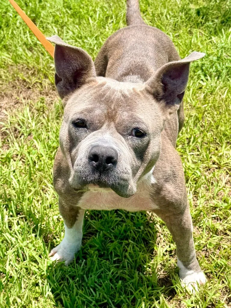 An adult large-sized female Terrier dog named Linnie for adoption in Cape Coral, FL