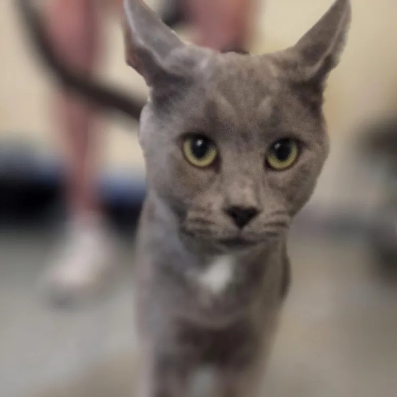 A young medium-sized female Gray / Blue / Silver Domestic Short Hair cat named Hippo for adoption in Hartville, OH