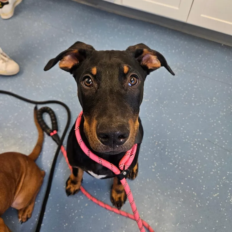 A baby small-sized male Black Doberman Pinscher dog named Chicken for adoption in Watertown, NY