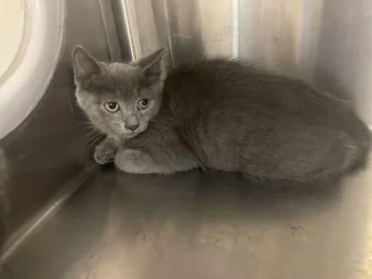 A baby small-sized unknown Domestic Short Hair cat named Dean for adoption in Independence, MO