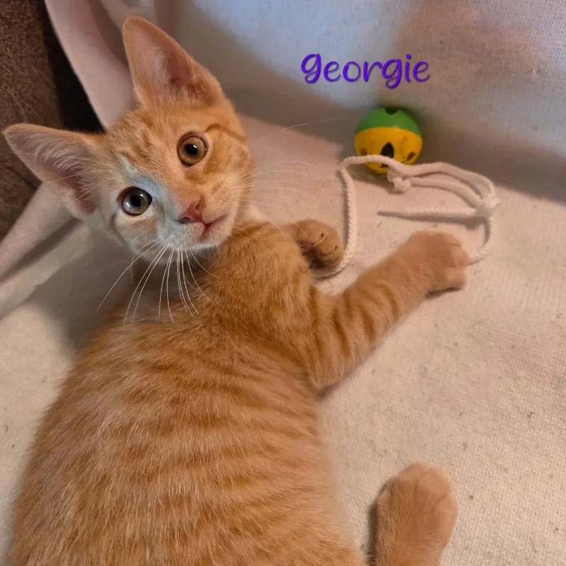 A baby small-sized male Orange / Red Domestic Short Hair cat named Georgie for adoption in Parkersburg, WV