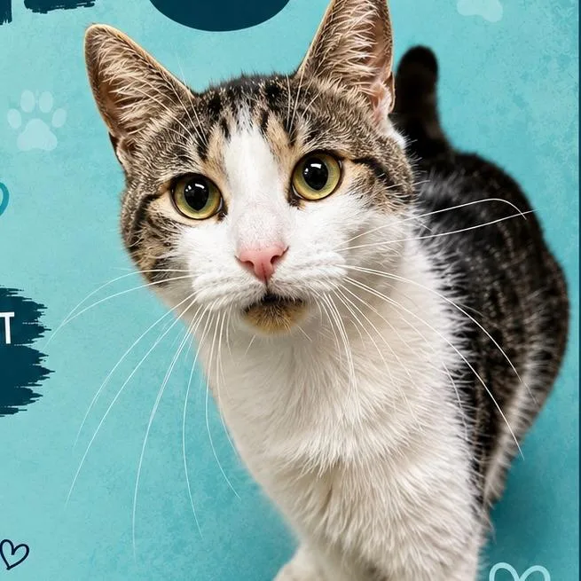 An adult large-sized male Gray / Blue / Silver Domestic Short Hair cat named George for adoption in Chapel Hill, NC