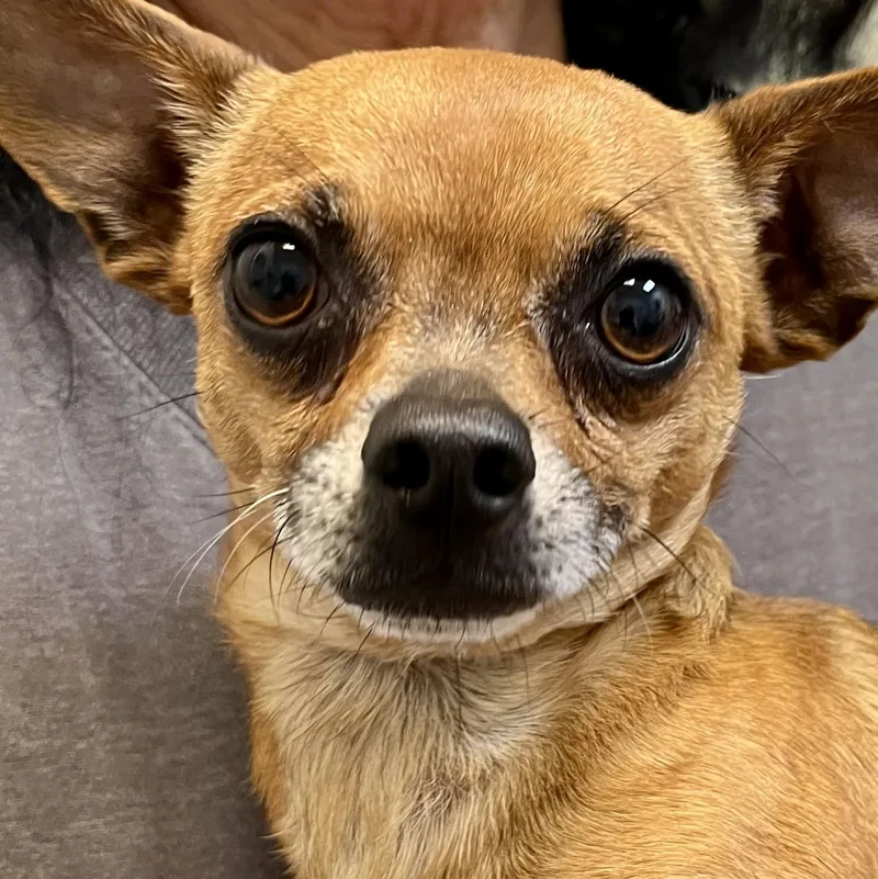 A young small-sized male Apricot / Beige Chihuahua dog named Dominic Loyal Sidekick for adoption in Tulsa, OK