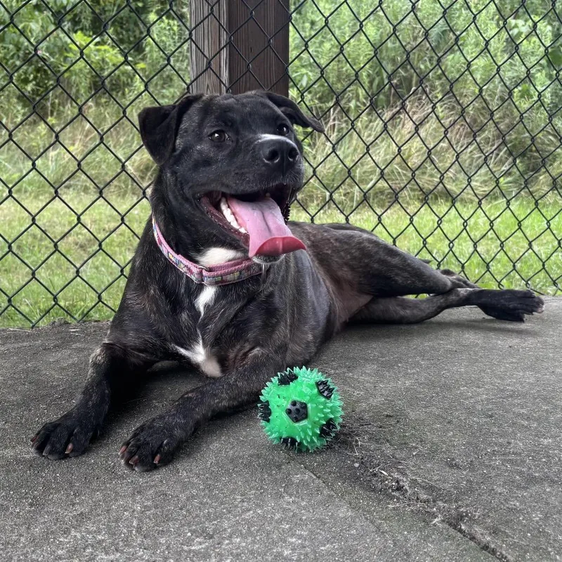 An adult medium-sized female Black Mixed Breed dog named Mia for adoption in Waynesburg, PA