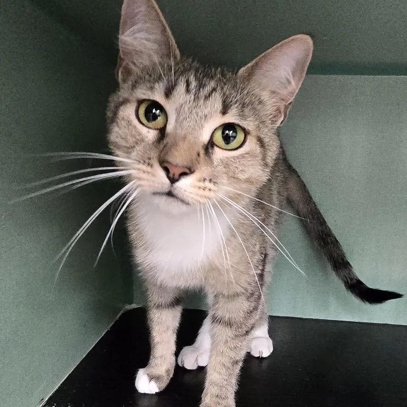 A young medium-sized female Gray / Blue / Silver Domestic Short Hair cat named Mama Dos for adoption in Colorado Springs, CO