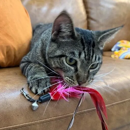 A young medium-sized male Tabby (Brown / Chocolate) Tabby cat named Orion Constellation for adoption in Friendswood, TX