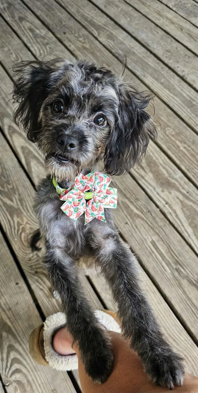 A young small-sized female Schnoodle dog named Primrose for adoption in Houston, TX