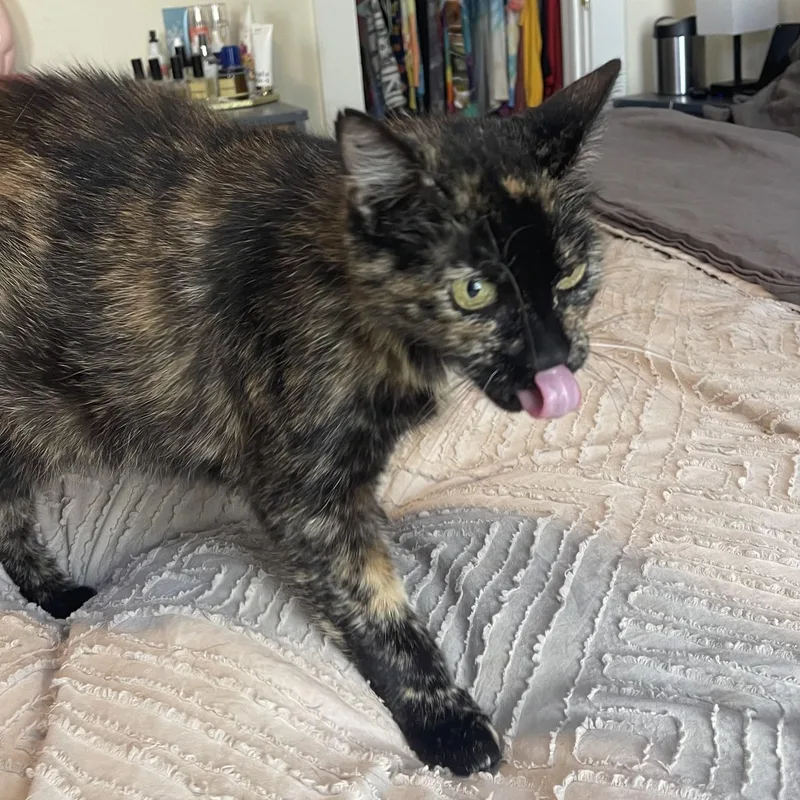 An adult large-sized female Domestic Short Hair cat named Mrs. Orchid for adoption in Scranton, PA