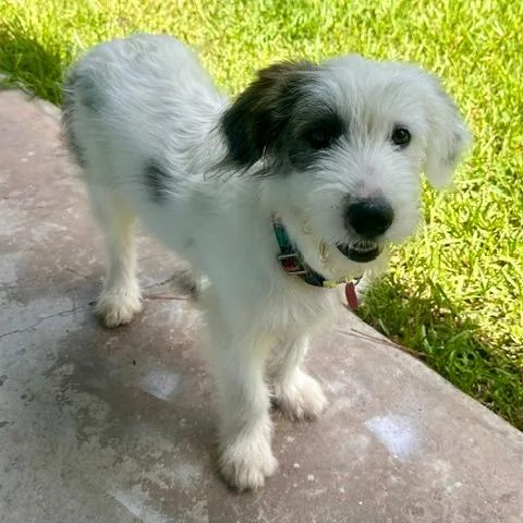 A baby large-sized female White / Cream Old English Sheepdog dog named Dottie for adoption in Houston, TX