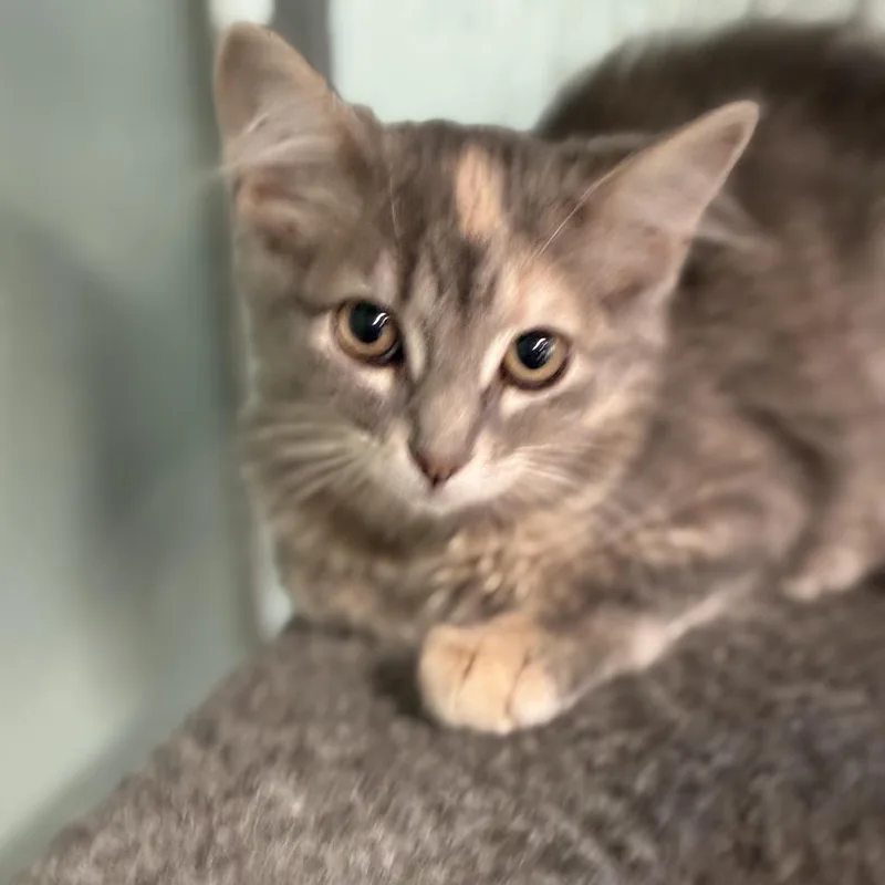 A baby small-sized female Domestic Long Hair cat named Mrs. White for adoption in South Elgin, IL