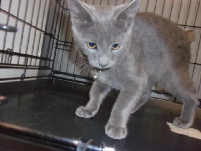A young medium-sized male Domestic Medium Hair cat named Luther for adoption in Van Nuys, CA