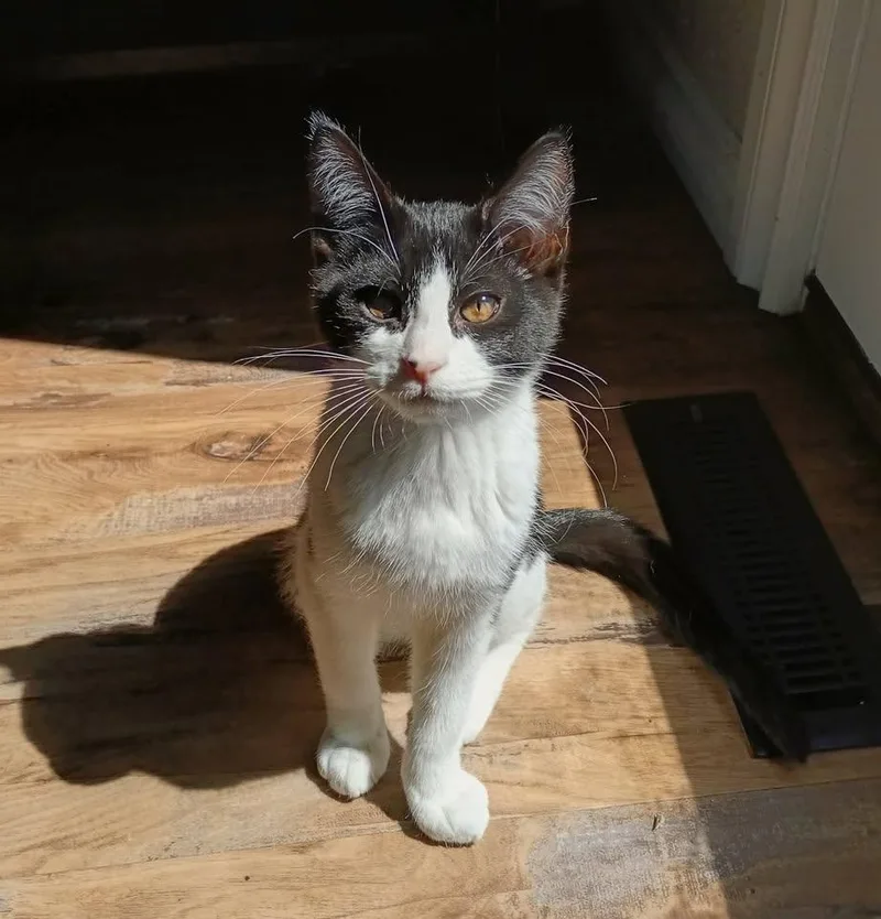 A baby medium-sized male Black & White / Tuxedo Tuxedo cat named Ozzy for adoption in Cut Bank, MT