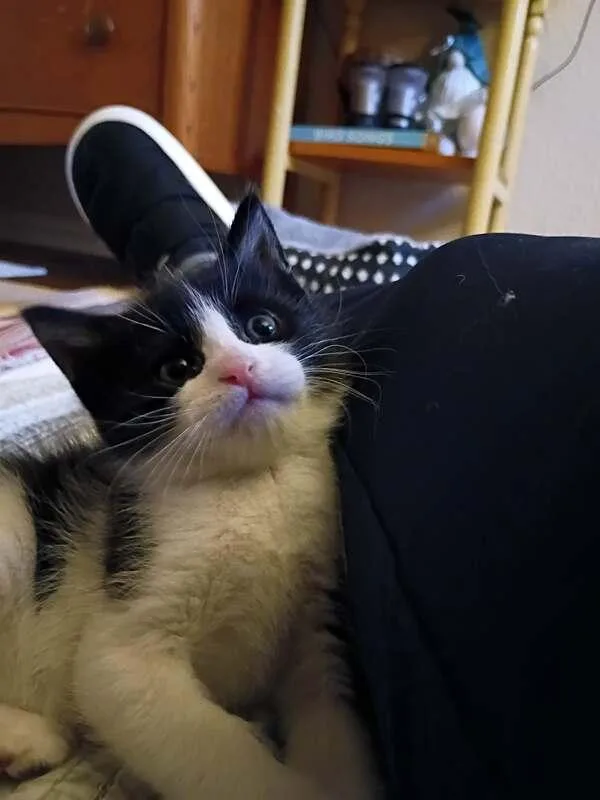 Ozzy thumbnail 3