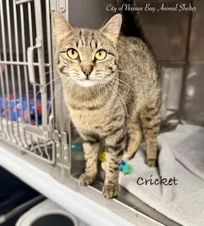A young medium-sized female Tabby (Buff / Tan / Fawn) American Shorthair cat named F Cricket for adoption in Nassau Bay, TX