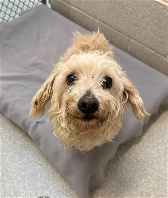 An adult medium-sized male Poodle dog named Parker for adoption in Statesville, NC