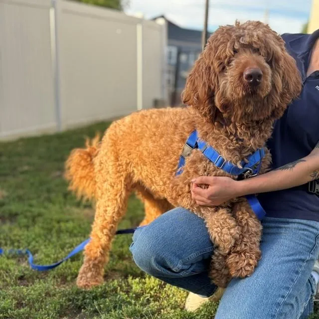 An adult medium-sized male Golden Retriever dog named Dalha for adoption in Boston, MA