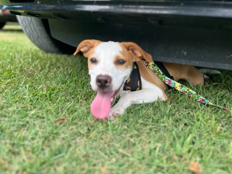 An adult medium-sized female German Shepherd Dog dog named Dorothy for adoption in Monroe, LA