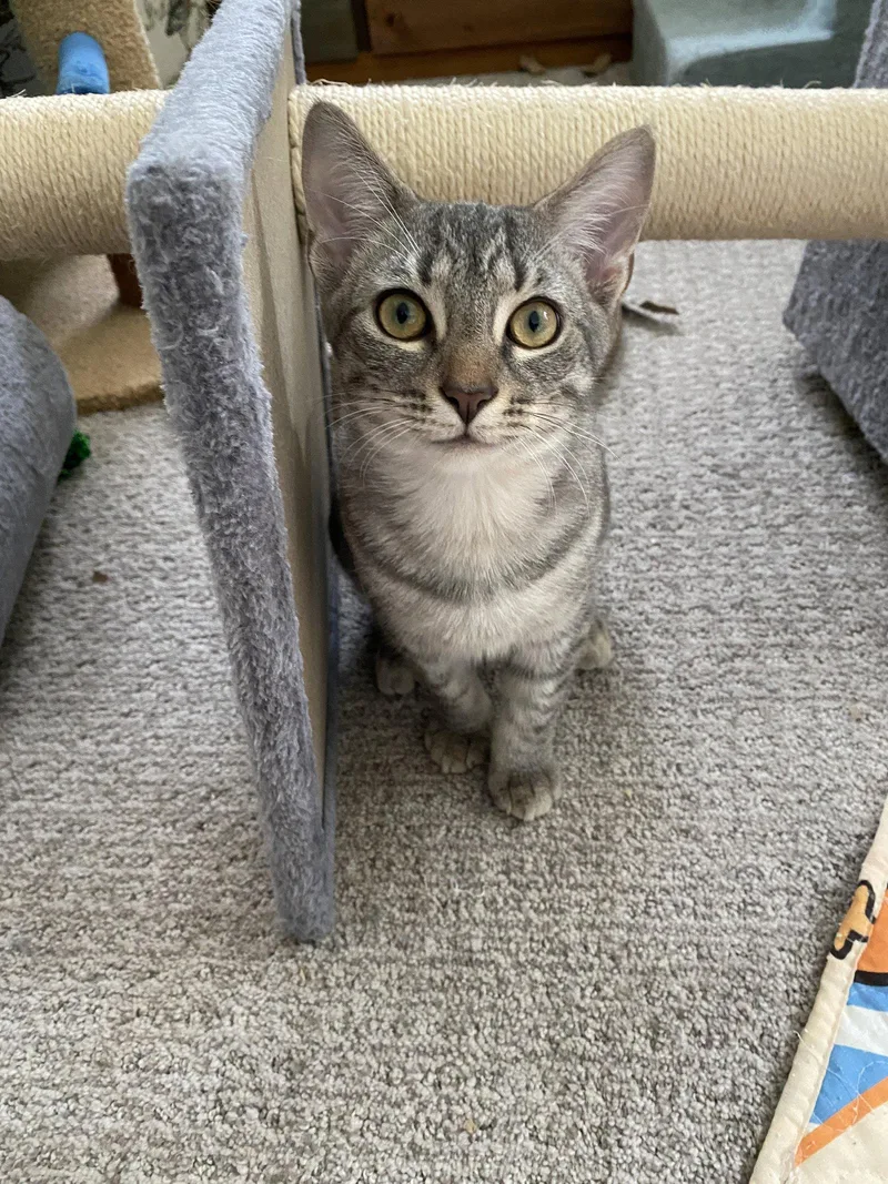 A young medium-sized female Tabby cat named Millie for adoption in Tarrytown, GA