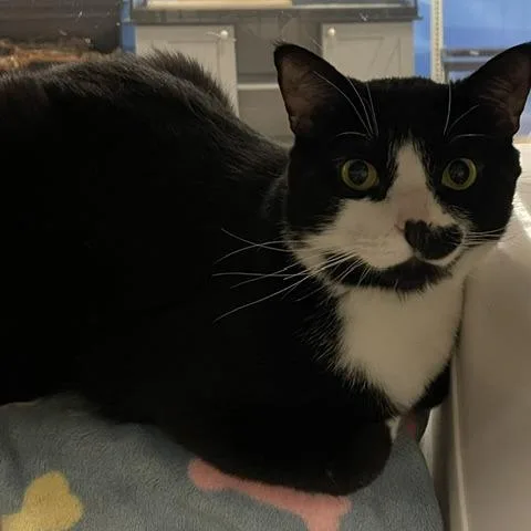 An adult large-sized male Black Domestic Short Hair cat named Cricket for adoption in Downers Grove, IL