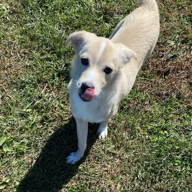 A baby small-sized male Yellow / Tan / Blond / Fawn Mixed Breed dog named Hercules for adoption in Fletcher, NC