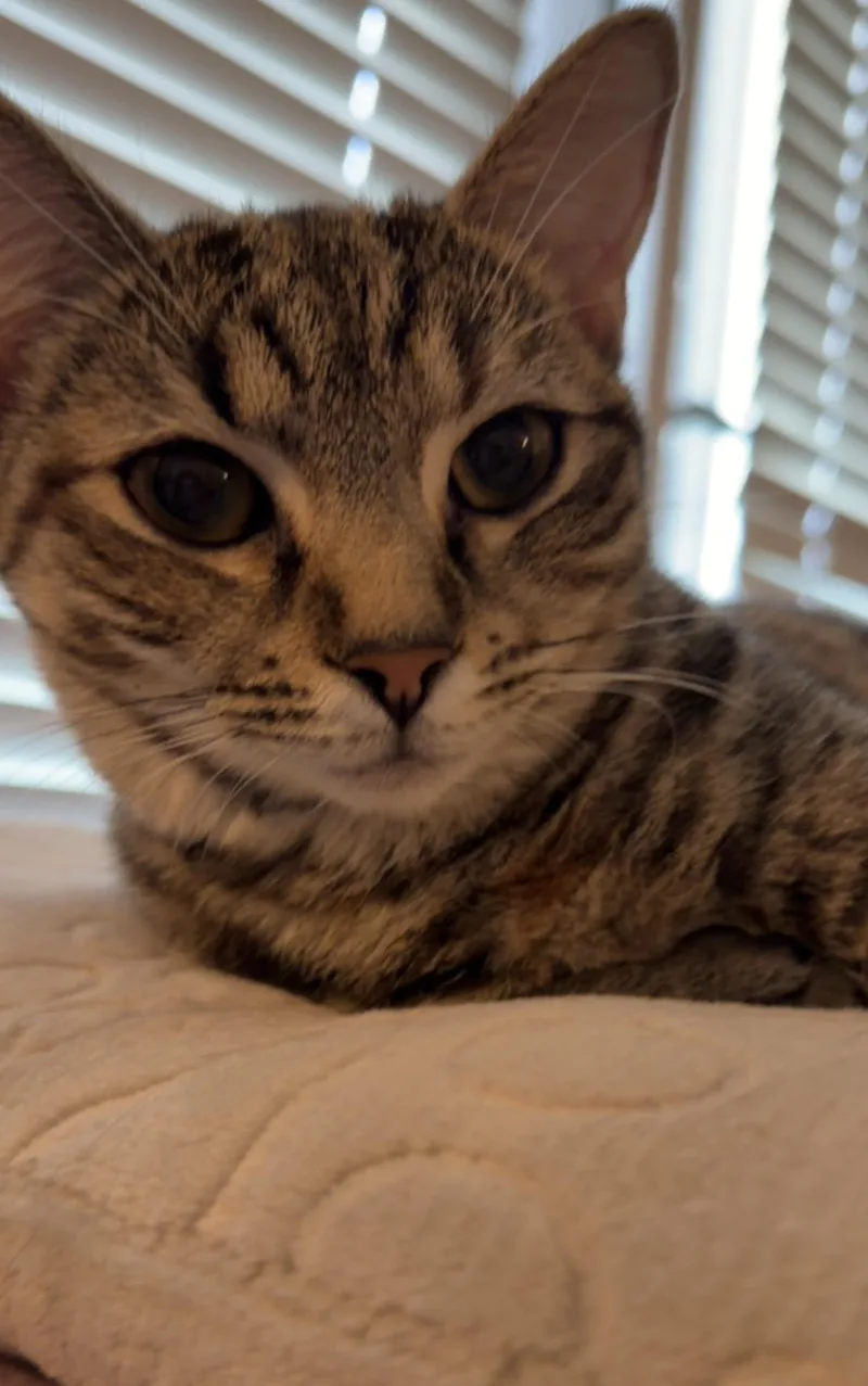 A young medium-sized female Tabby (Brown / Chocolate) American Shorthair cat named Cleopatra for adoption in North Myrtle Beach, SC