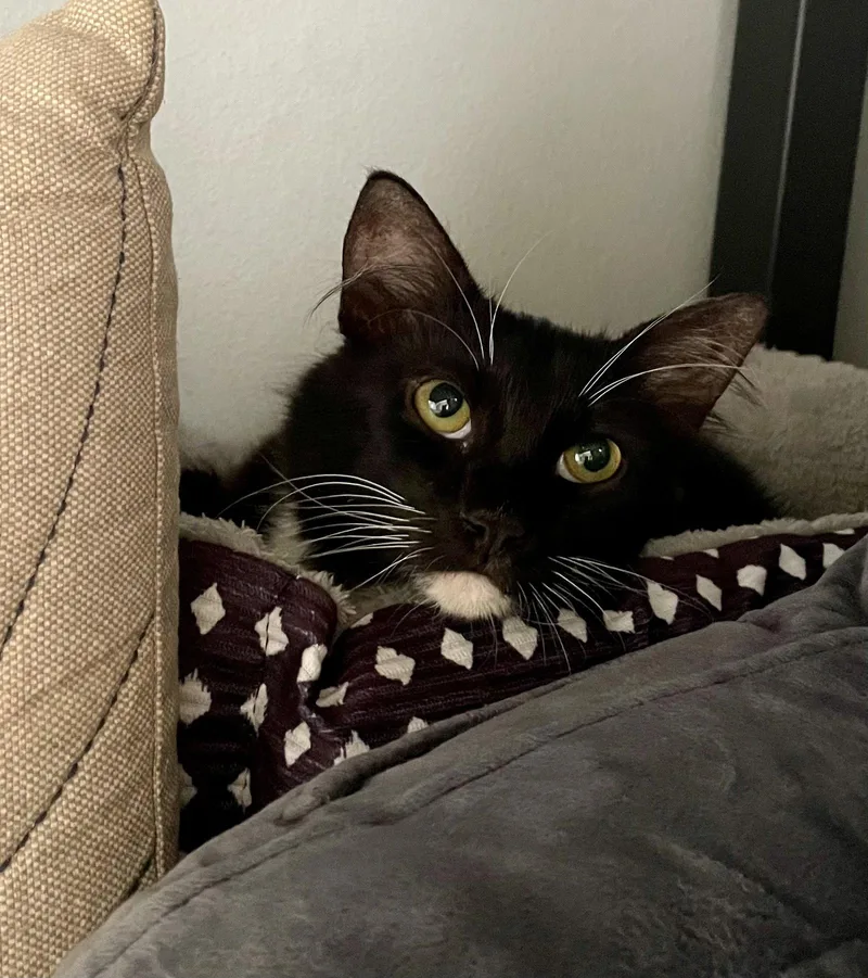 A young medium-sized male Black & White / Tuxedo Domestic Long Hair cat named Pizooki for adoption in Laguna Niguel, CA