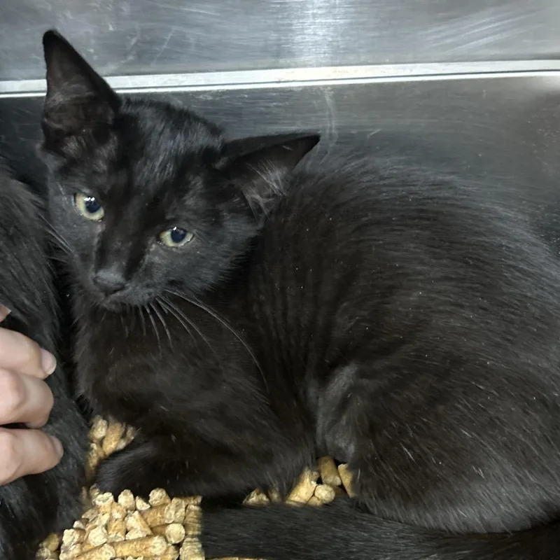 A baby small-sized male Black Domestic Short Hair cat named Largo for adoption in Pensacola, FL
