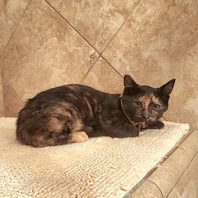 A baby small-sized female Tortoiseshell Domestic Short Hair cat named Summer for adoption in Ventura, CA