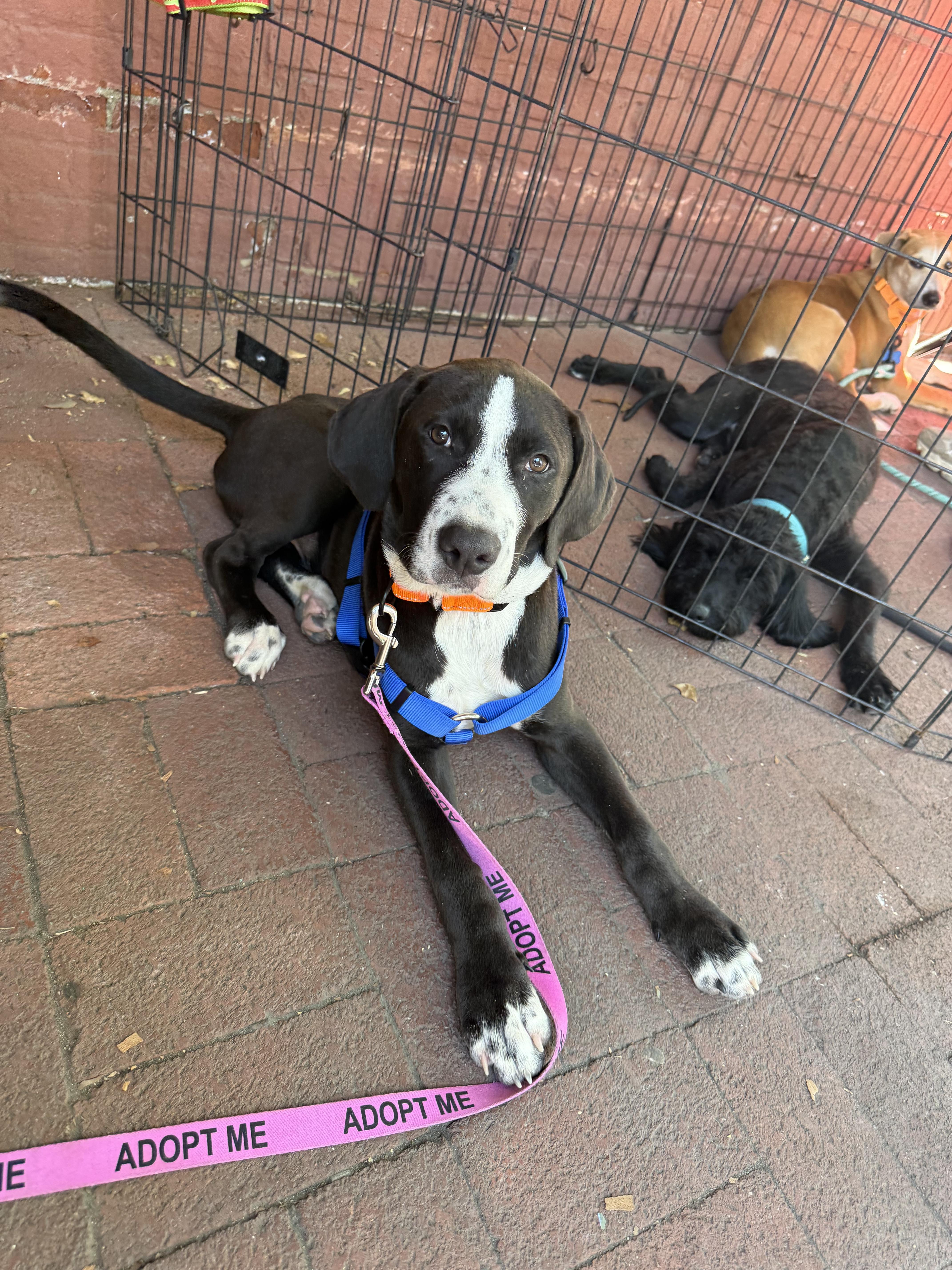 A baby medium-sized male Hound dog named Barrack for adoption in Pleasant Valley, NY
