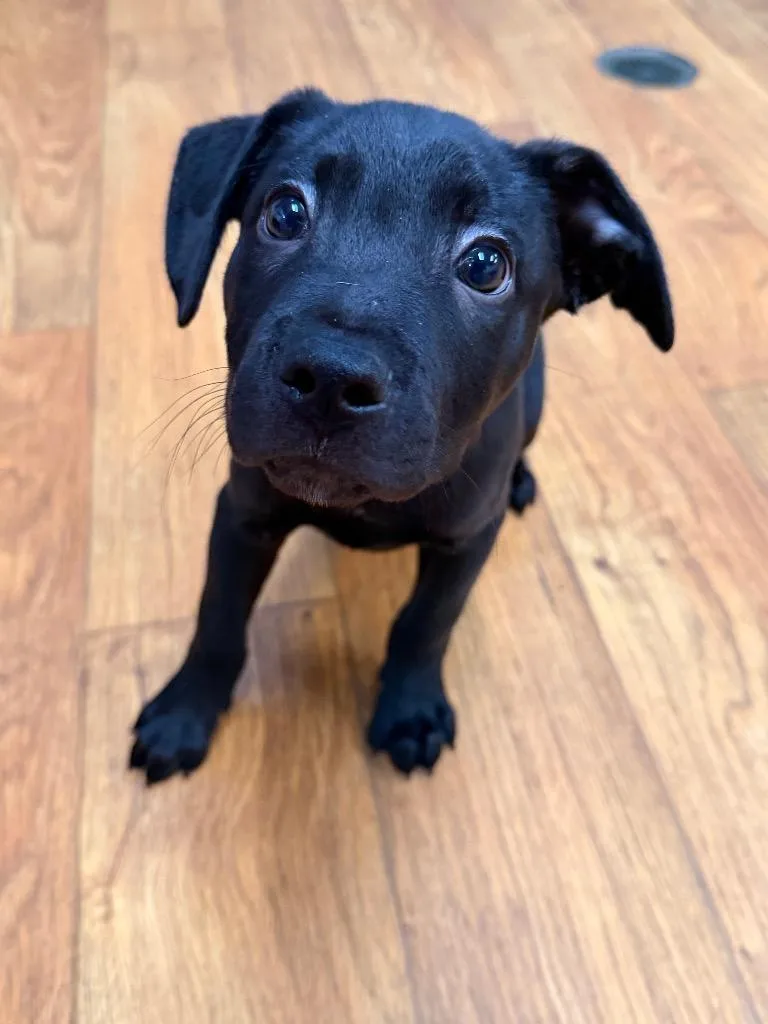 A baby small-sized male Mixed Breed dog named Cyno for adoption in Ocala, FL