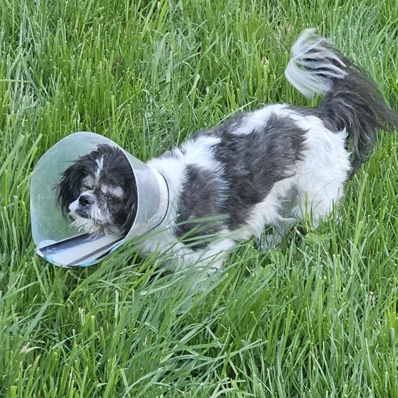 A senior small-sized male Black Shih Tzu dog named Magic for adoption in Rockville, MD