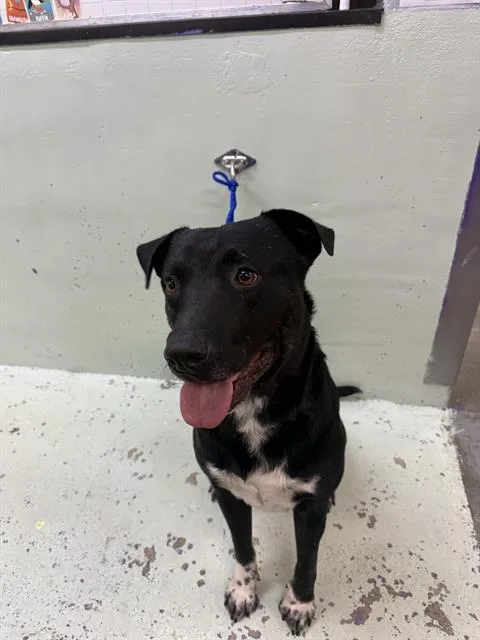 An adult large-sized male Staffordshire Bull Terrier dog named Stevie for adoption in Houston, TX