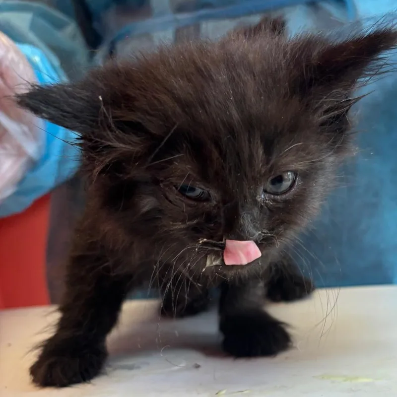 A baby small-sized female Black Domestic Long Hair cat named Pixel for adoption in Newark, NJ