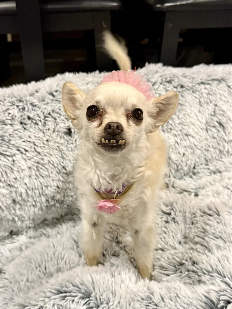An adult small-sized female Chihuahua dog named Sophie for adoption in Sunnyvale, CA