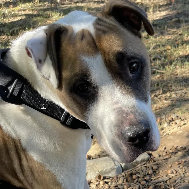 An adult medium-sized male American Bulldog dog named Patrick for adoption in Helena, AL