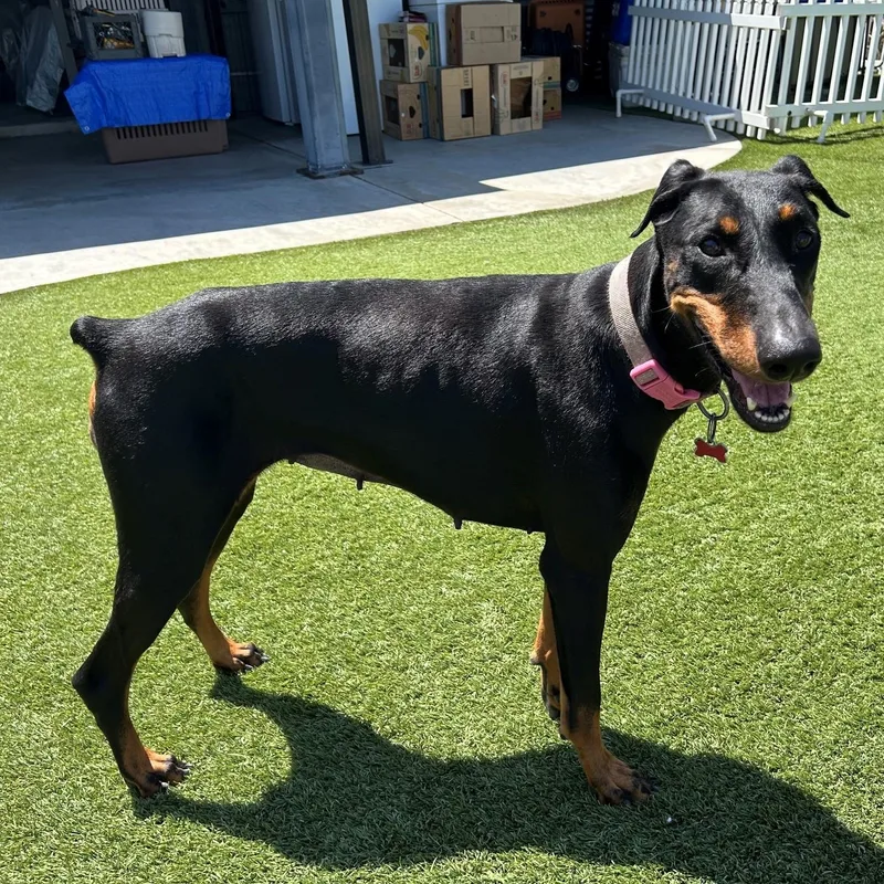 An adult medium-sized female Black Doberman Pinscher dog named Spunky for adoption in Seal Beach, CA
