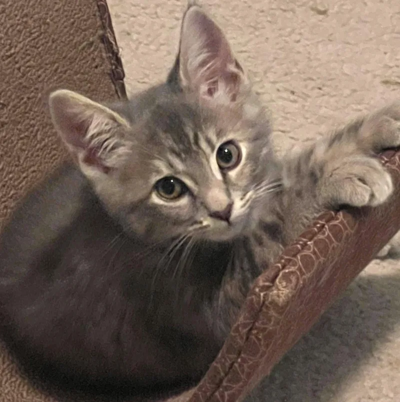 A baby medium-sized female Domestic Short Hair cat named Barbie for adoption in Shawnee, KS