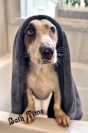 A young medium-sized female Basset Hound dog named Princess for adoption in Mays Landing, NJ