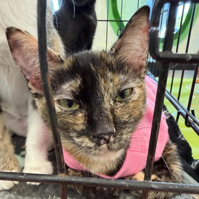 A young small-sized female Black Domestic Short Hair cat named Cinder for adoption in SAN ANTONIO, TX