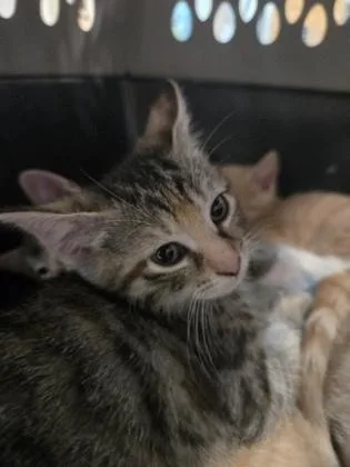 A baby medium-sized female Domestic Short Hair cat named Ester for adoption in Savannah, GA