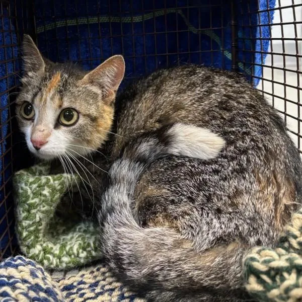 A young small-sized female Domestic Short Hair cat named Firefly Bonded With for adoption in Des Moines, IA