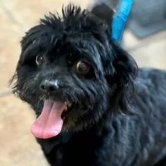 An adult small-sized male Black Mixed Breed dog named Odie for adoption in Green Valley, AZ