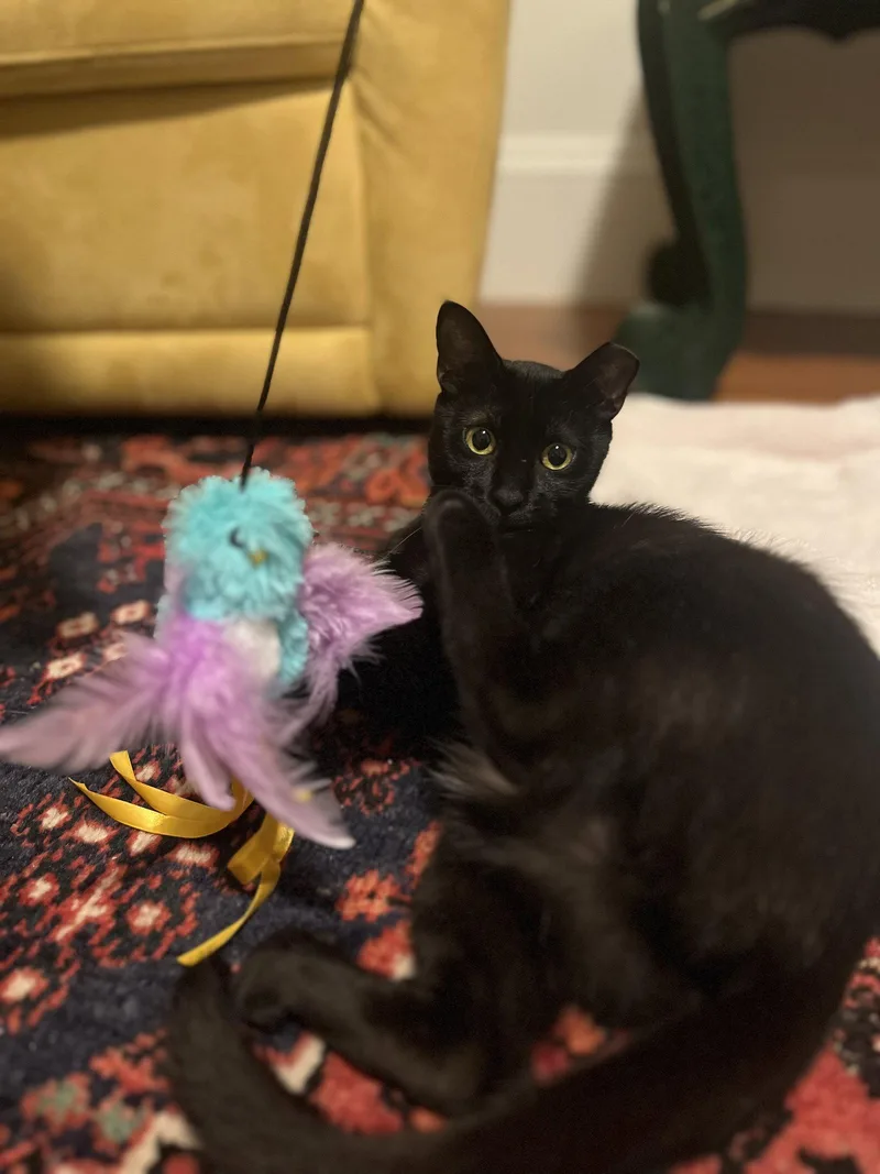 A young small-sized female Black Domestic Short Hair cat named Pipette for adoption in Somerville, MA