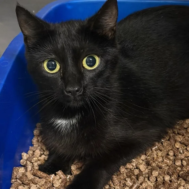 A young small-sized female Black Domestic Short Hair cat named Mizuna for adoption in Marion, VA
