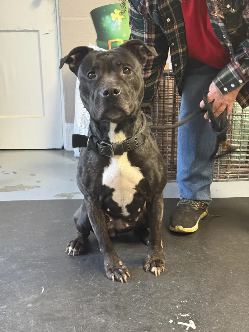 An adult medium-sized female Black Pit Bull Terrier dog named Oakley for adoption in Berea, KY