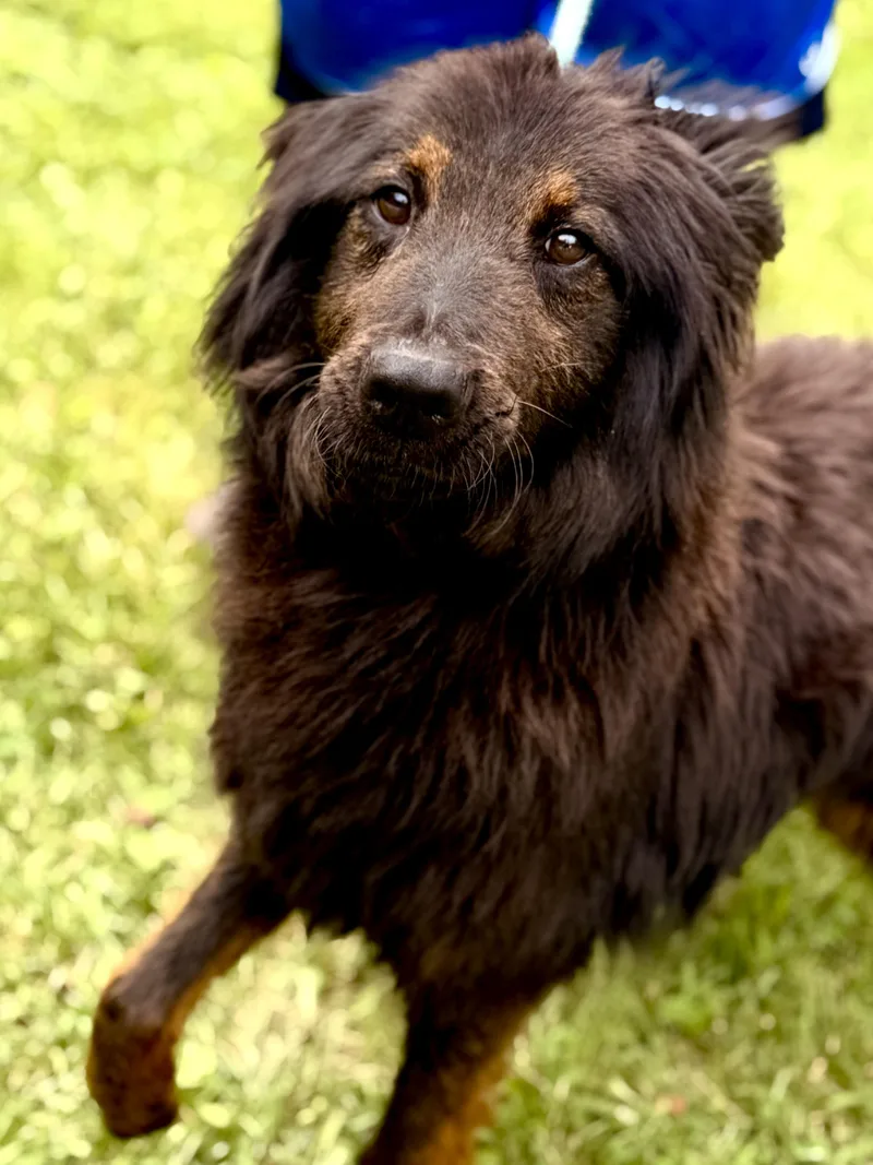 A young medium-sized male Black German Shepherd Dog dog named Odin for adoption in Gradyville, KY
