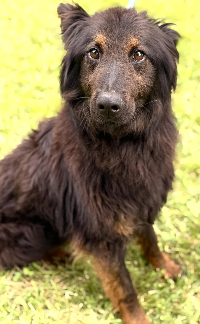 Odin thumbnail 3
