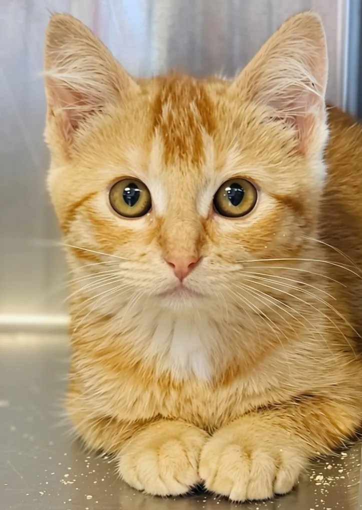 A baby small-sized female Domestic Short Hair cat named Sally for adoption in Barron, WI
