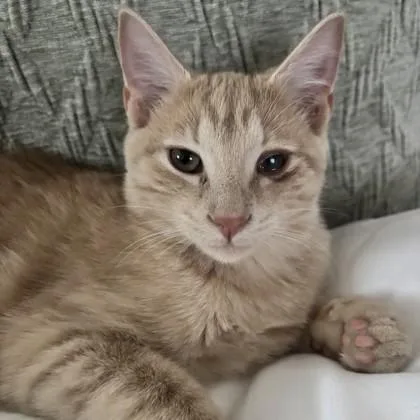 A young medium-sized male Buff / Tan / Fawn Domestic Short Hair cat named Lorenzo for adoption in Lansing, MI